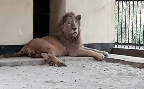 চিড়িয়াখানার খাঁচা থেকে বেরিয়ে গেল সিংহ 