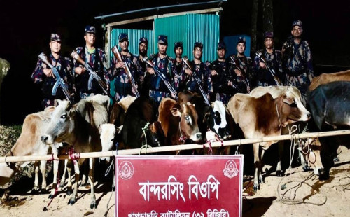 ভারত থেকে আনা ১২টি চোরাই গরু জব্দ করলো বিজিবি 