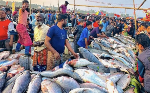 গাজীপুরে জামাই মেলায় মাছ কেনা নিয়ে জামাই-শ্বশুরের প্রতিযোগিতা 