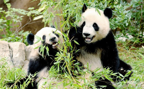 টোকিও ছেড়ে চীনে ফিরে যাচ্ছে দুই পান্ডা 