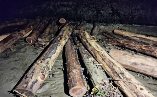 চবিতে অভিনব কৌশলে গাছ পাচারের চেষ্টা, শিক্ষার্থীদের সহায়তায় উদ্ধার 