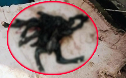 অস্ত্রোপচারে আট পা বিশিষ্ট বিরল ছাগলছানার জন্ম 